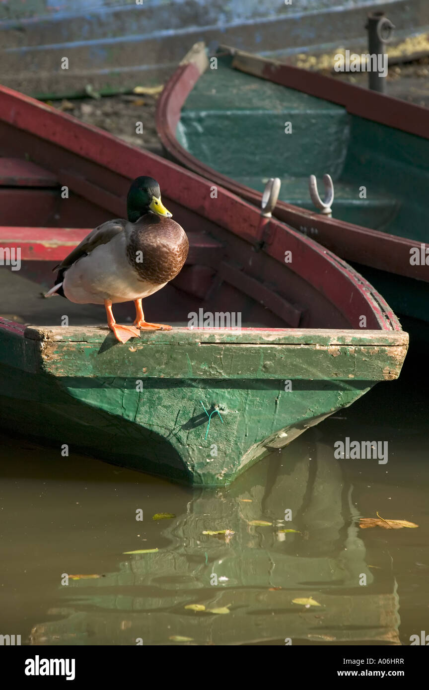 Duck on sinking rowing boat at Guildford Stock Photo