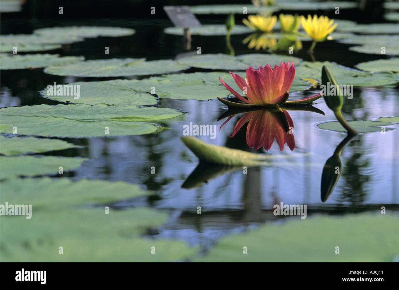 Water Lilly in Lake Stock Photo