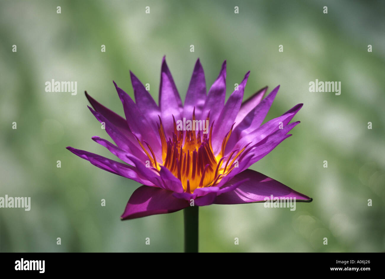 Water Lilly Flower Green Background Stock Photo