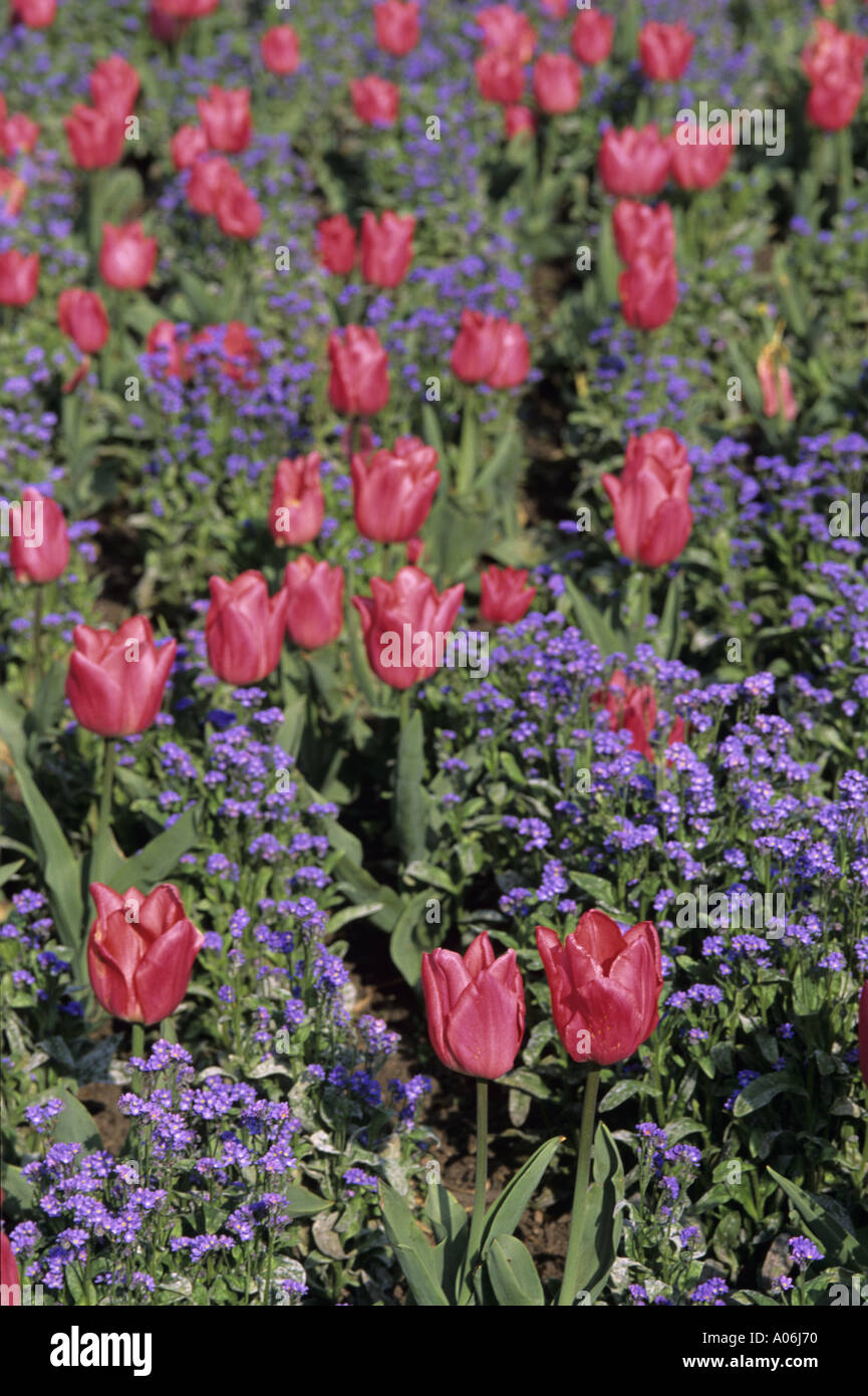 Pink Tulips me nots Stock Photo Alamy