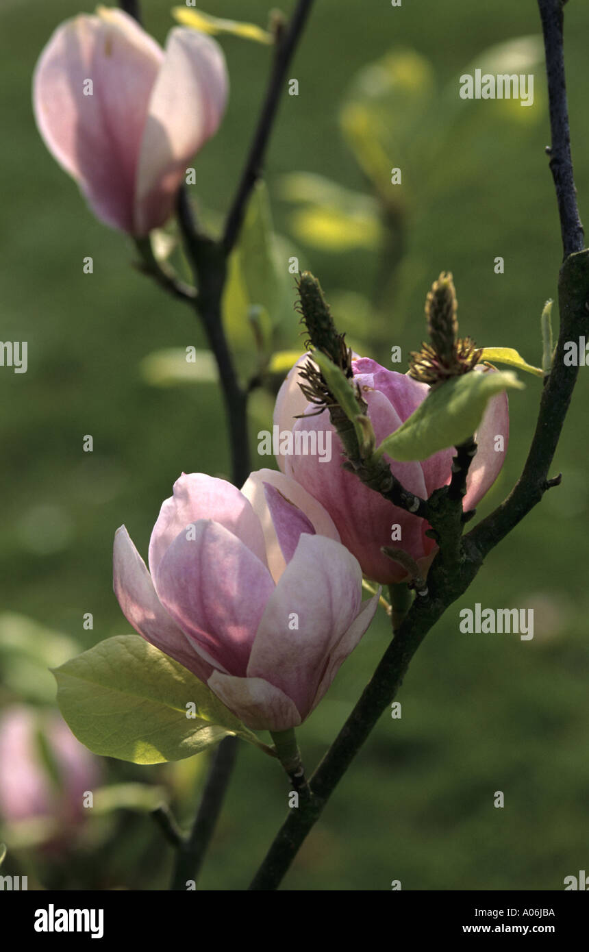 magnolia flowers Stock Photo