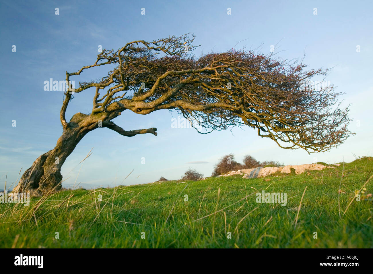 a Hawthorn tree bent by the wind, on Humphrey Head Point, Grange Over Sands, Cumbria, UK Stock