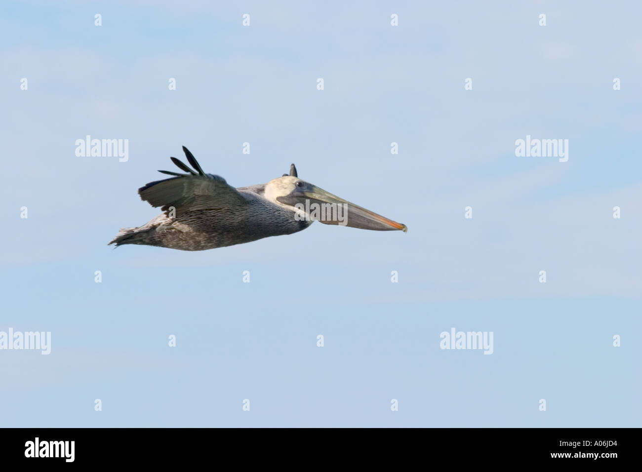 Flying Brown Pelican Stock Photo
