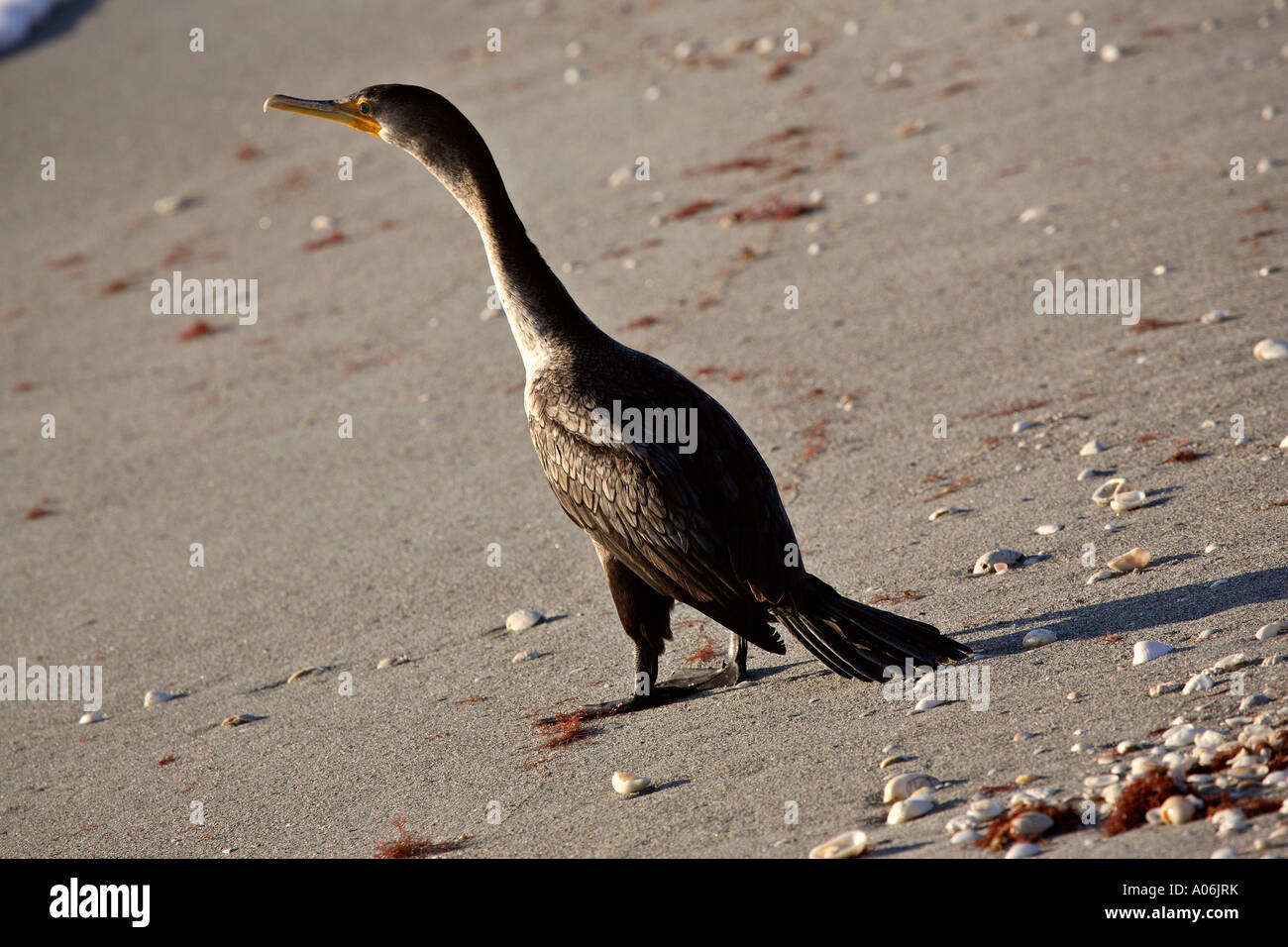 Doublecrested Cormorant on a beach in Florida USA Stock Photo Alamy