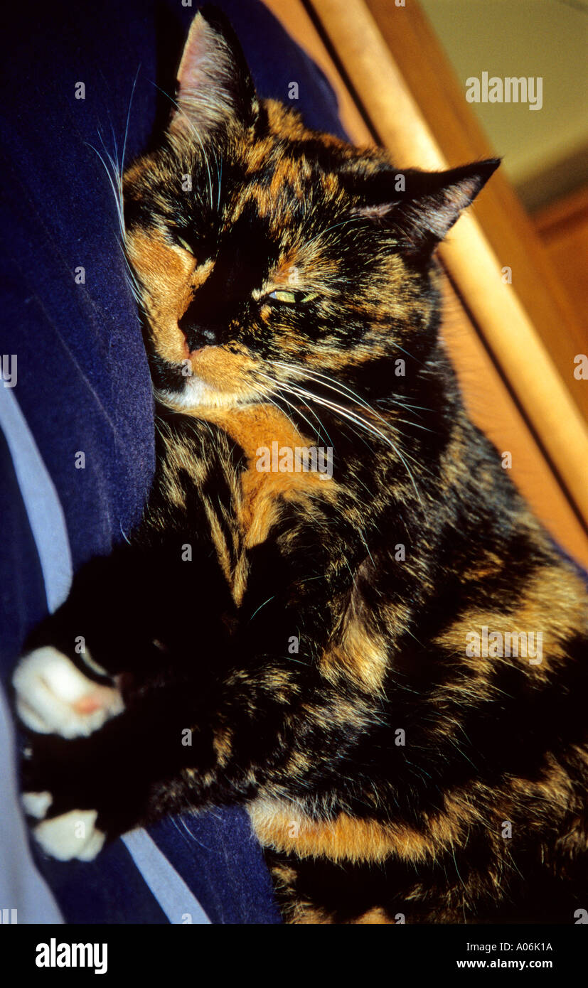 Domestic Cat Felis Domesticus Stock Photo Alamy domestic-cat-felis-domesticus-stock-photo-alamy