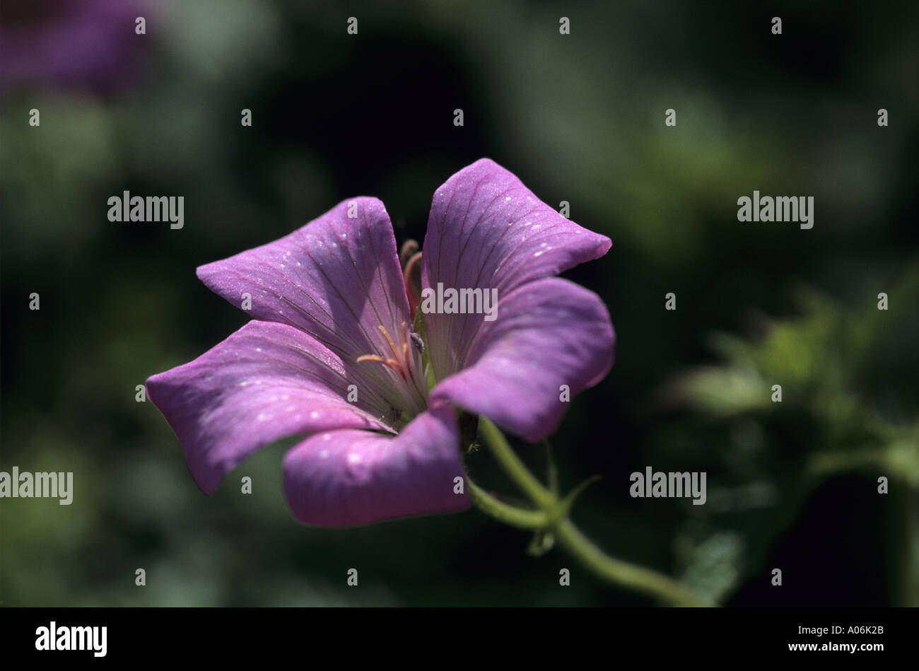 Petunia hybrida Stock Photo