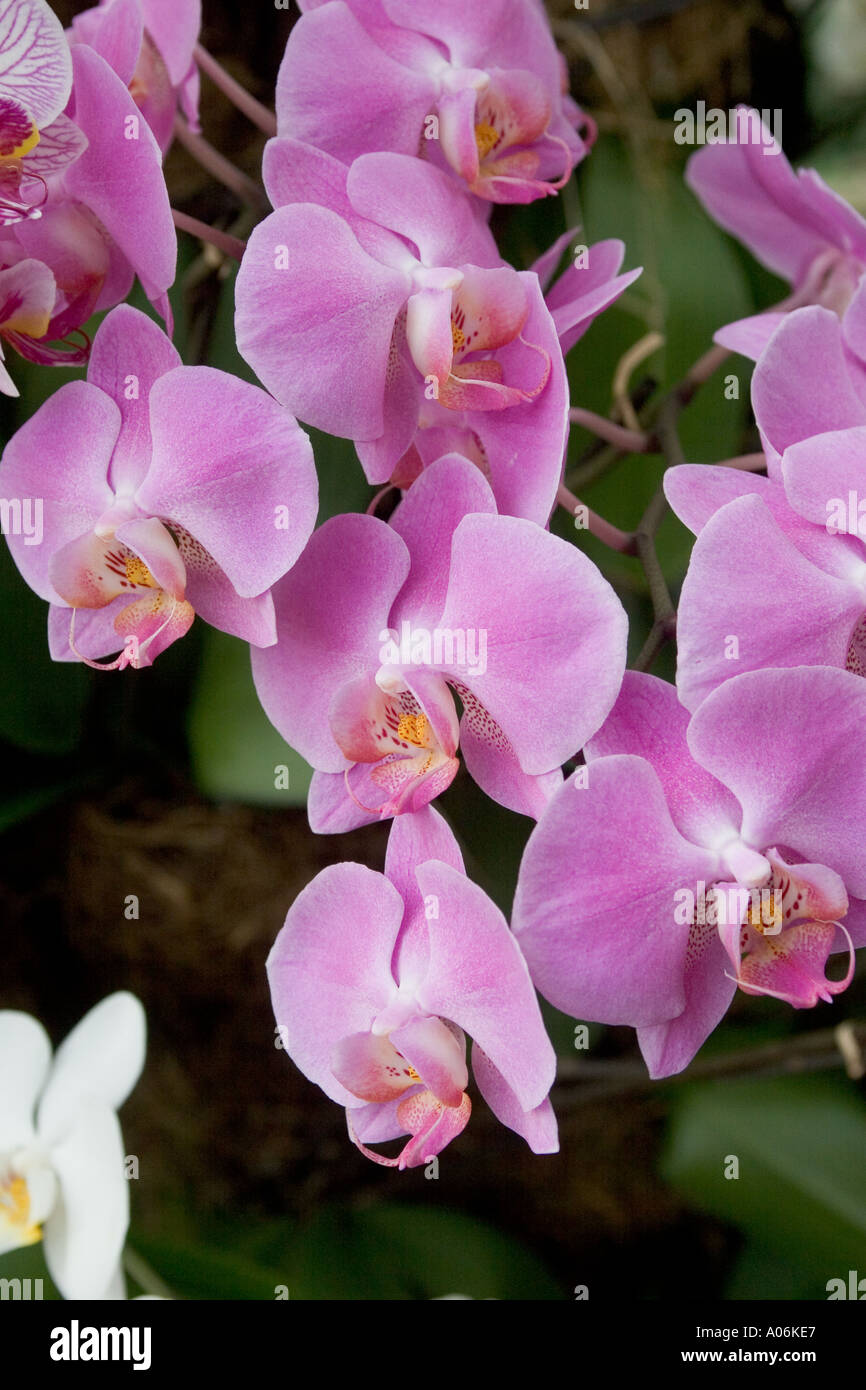 Orchid Phalaenopsis hybrid Stock Photo