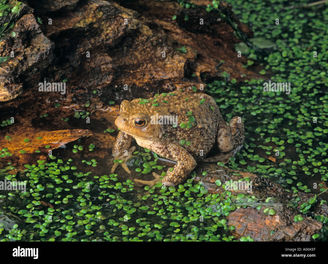 Common Toad Bufo bufo Herts UK March Stock Photo