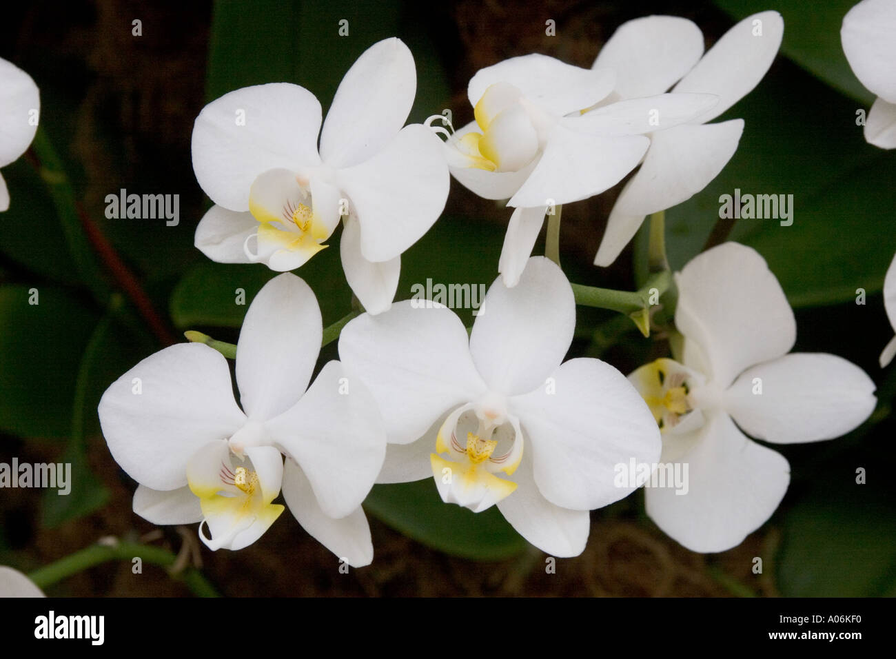 Orchid Phalaenopsis hybrid Stock Photo