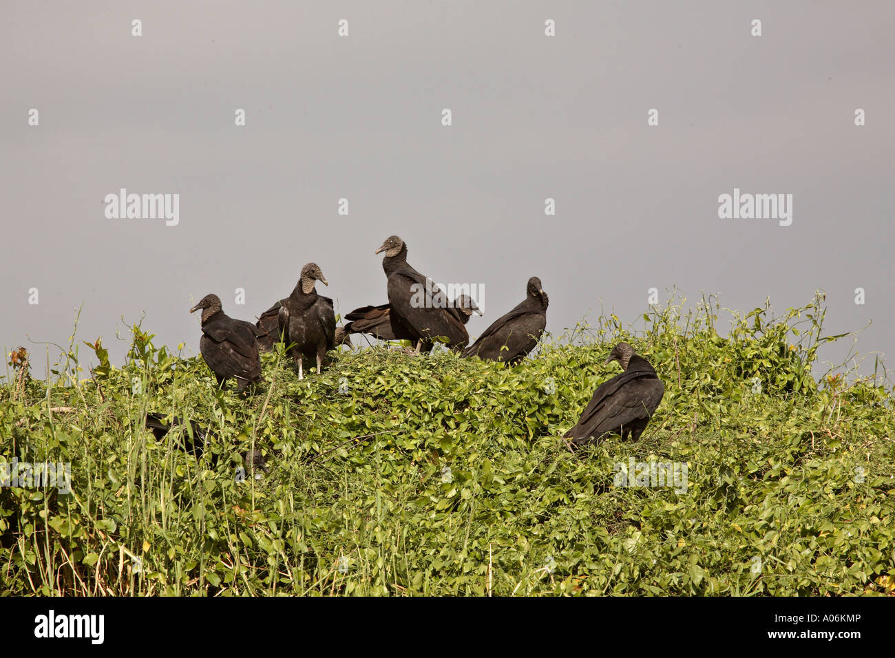 Black Vultures in a tree Stock Photo Alamy