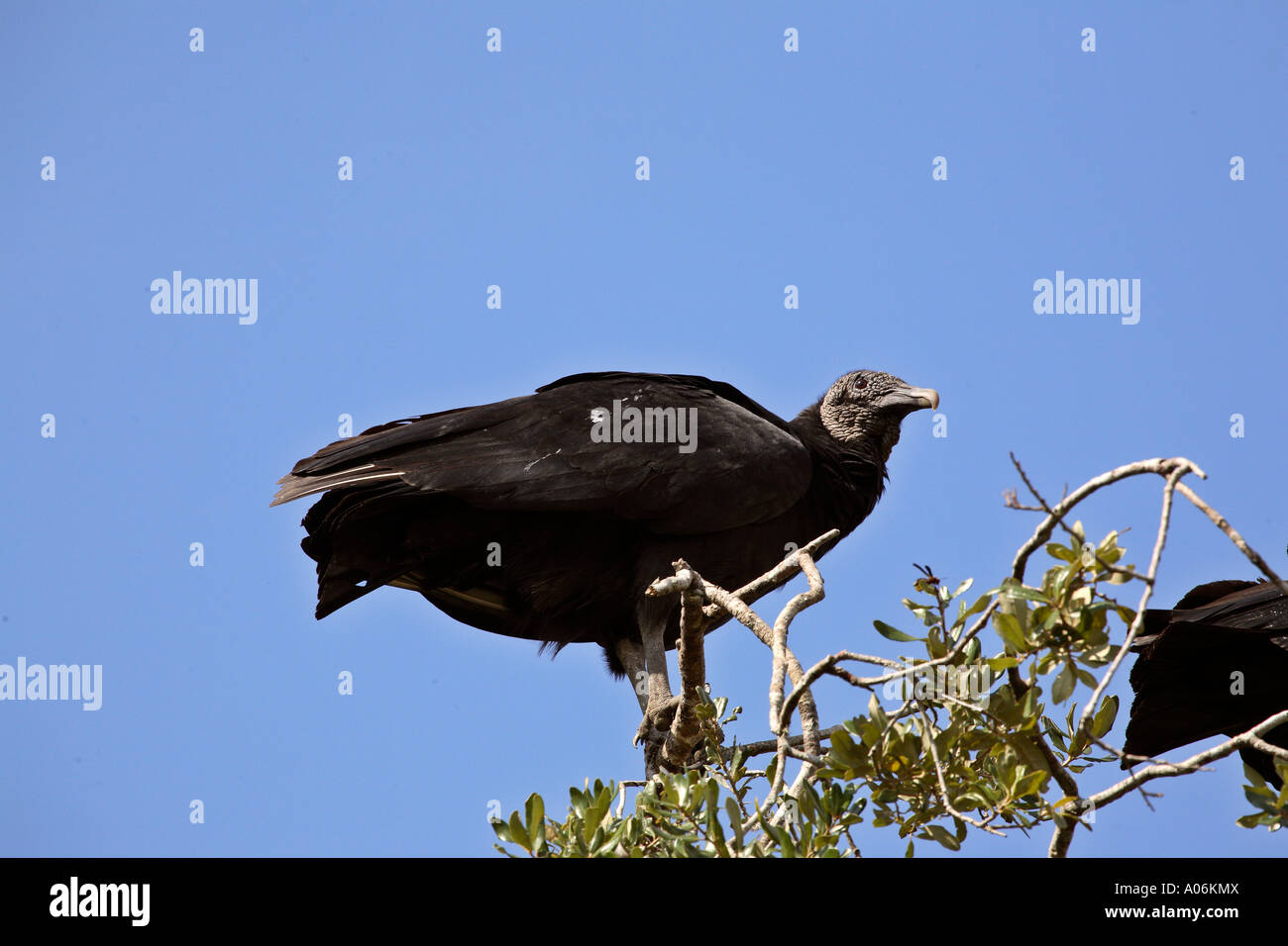 Black Vultures in a tree Stock Photo Alamy
