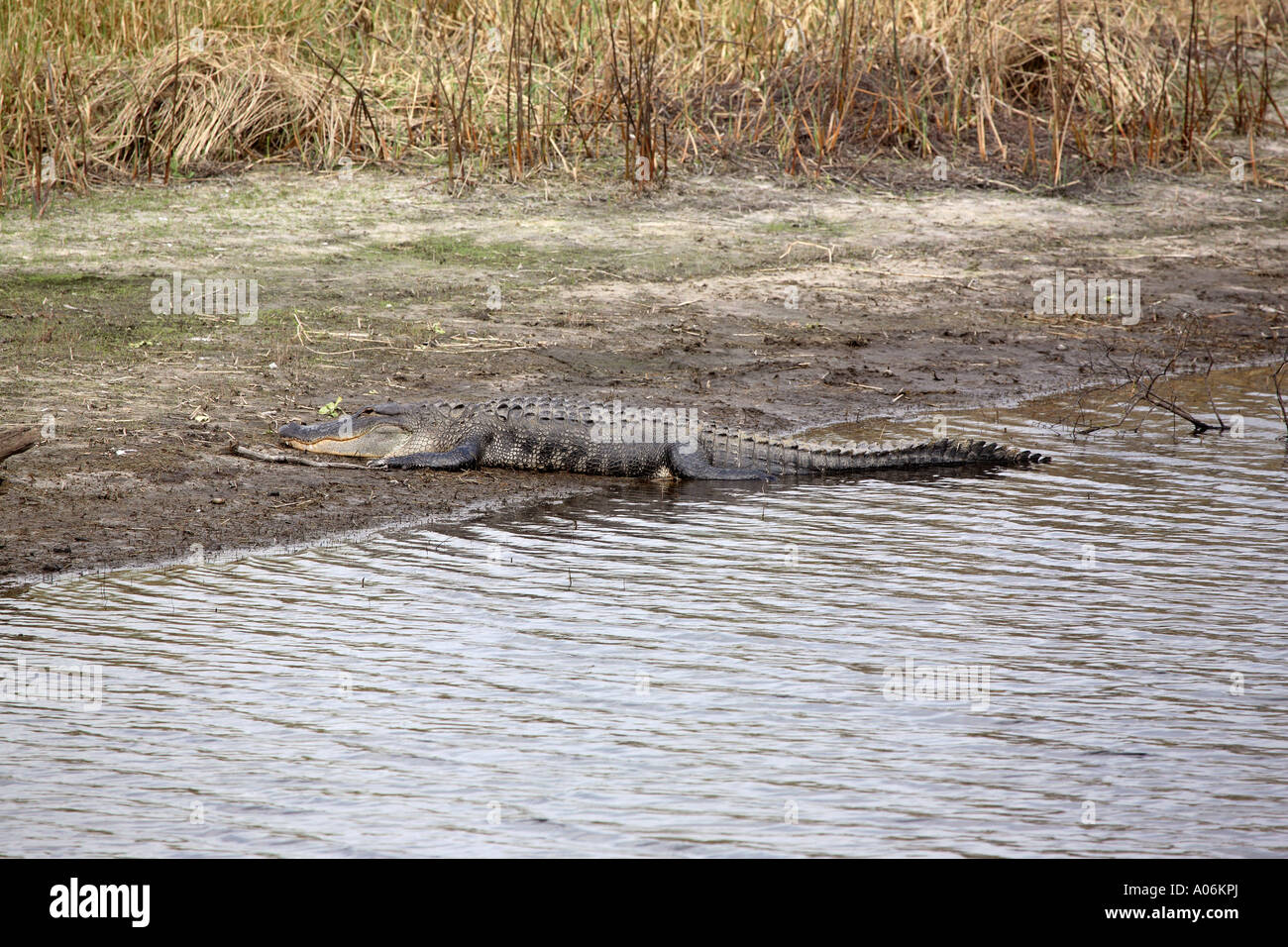 An alligator near a pond Stock Photo - Alamy