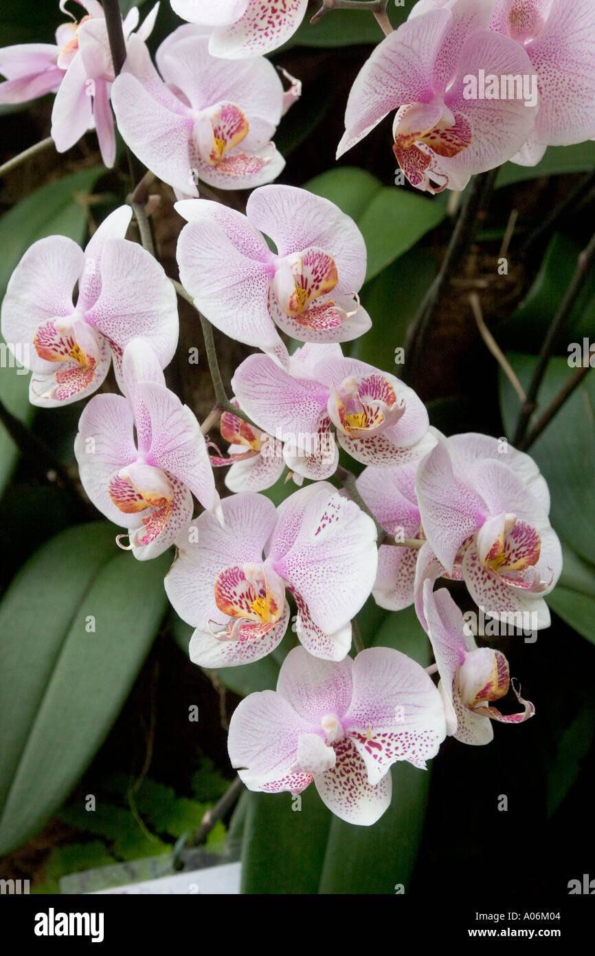 Orchid Phalaenopsis Hybrid Stock Photo