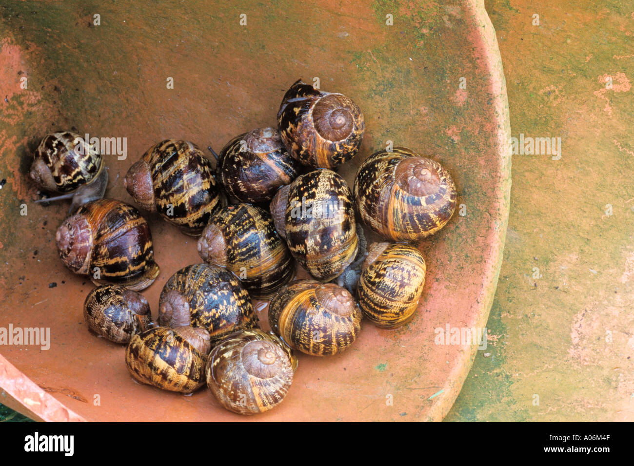 Hibernating Garden Snails Stock Photo Alamy