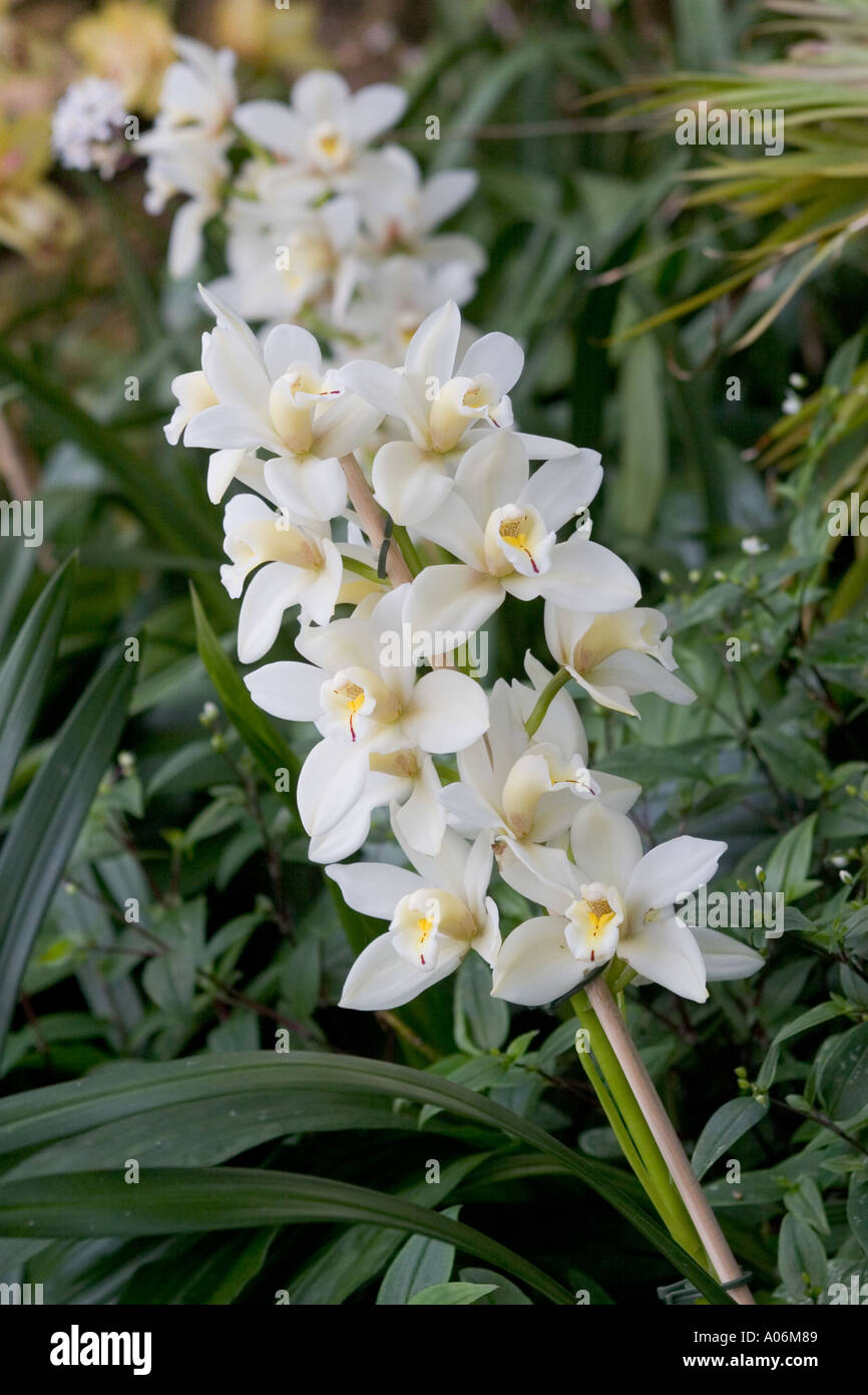 Orchid cymbidium hybrid Stock Photo