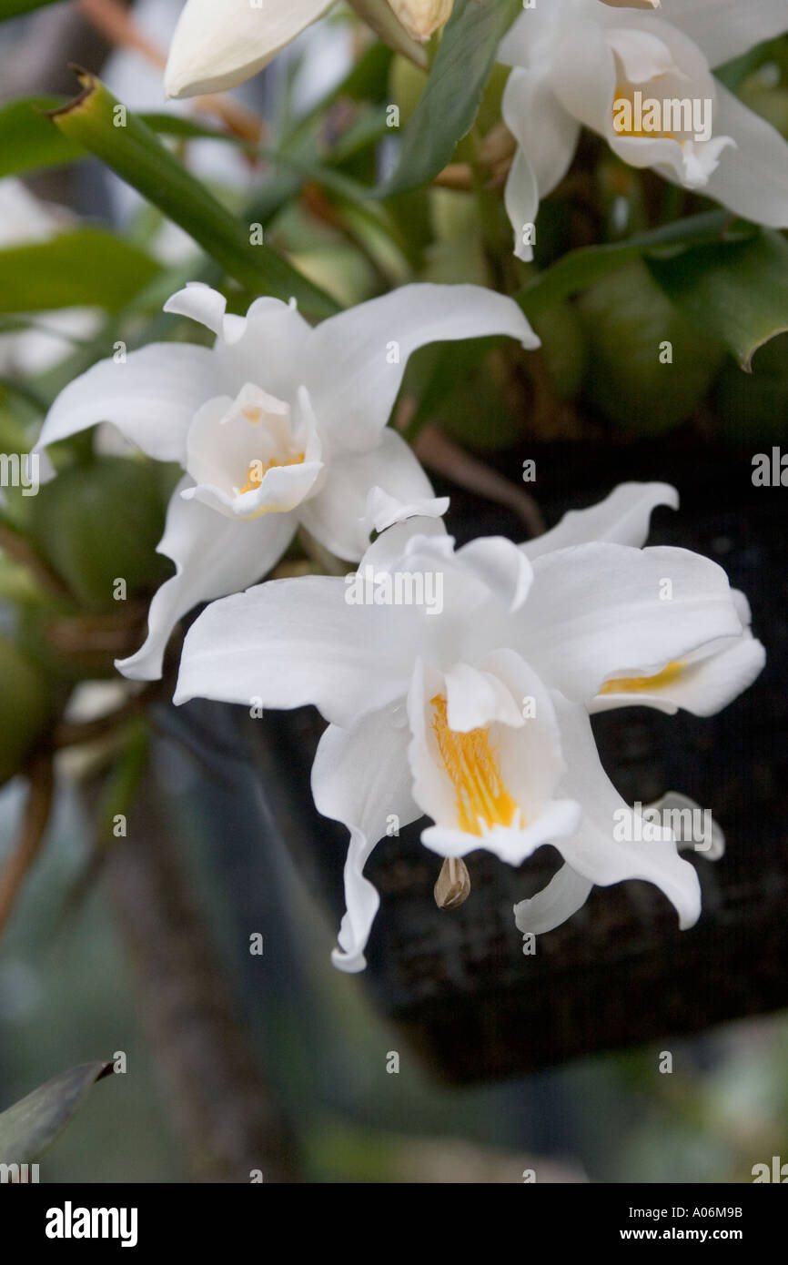 Orchid coelogyne cristata Stock Photo