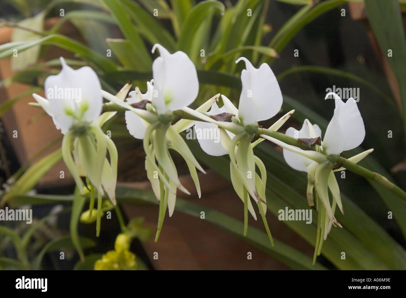 Orchid angraecum eburneum Stock Photo