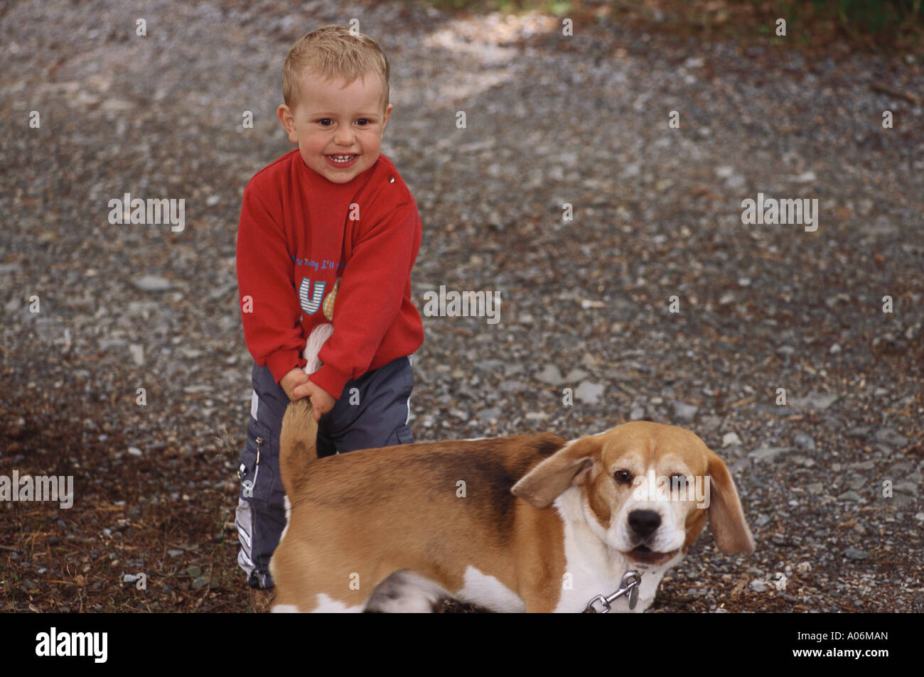 Four year old boy pulls tail of beagle dog Stock Photo