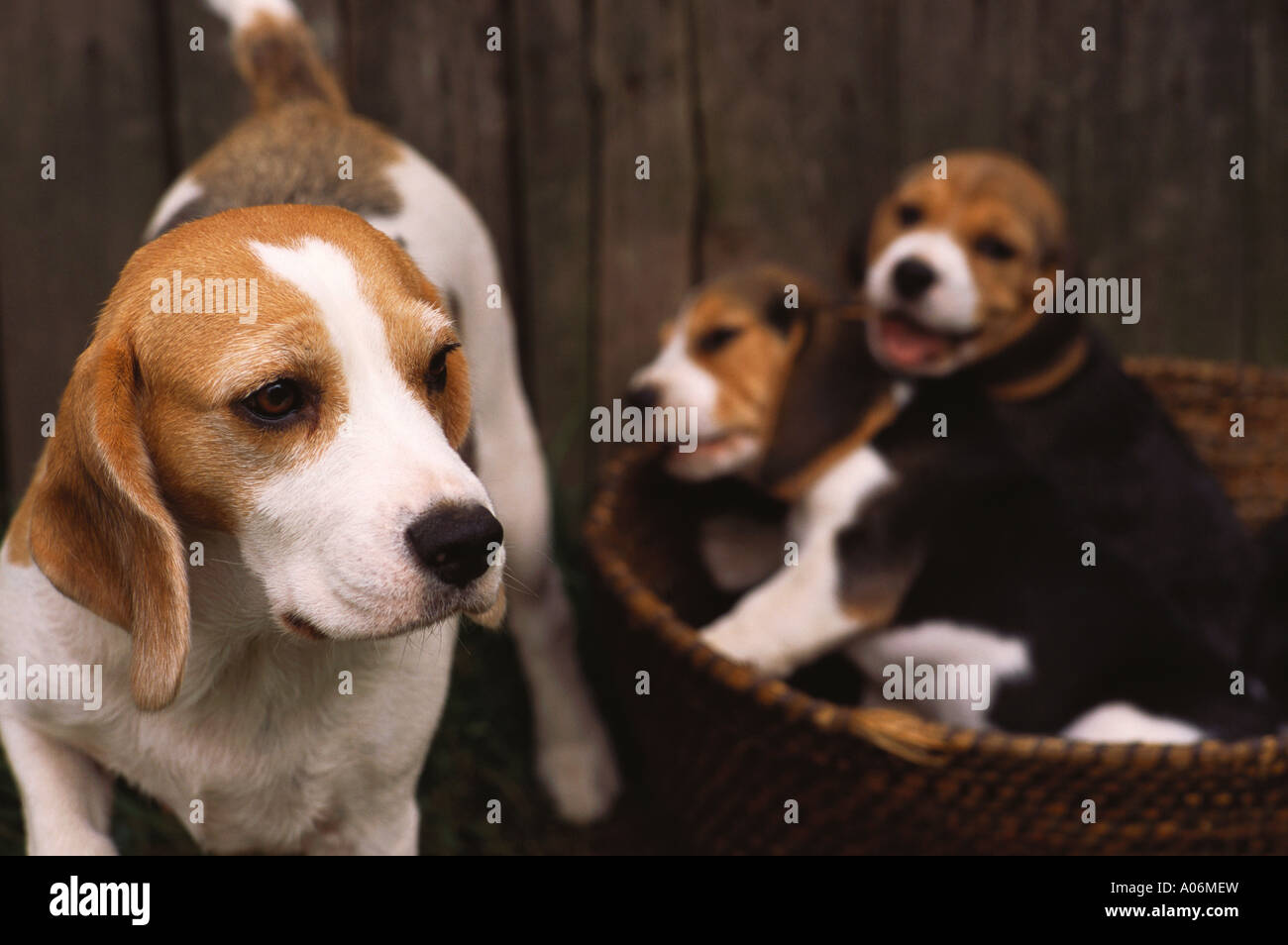 pedigree beagle puppies