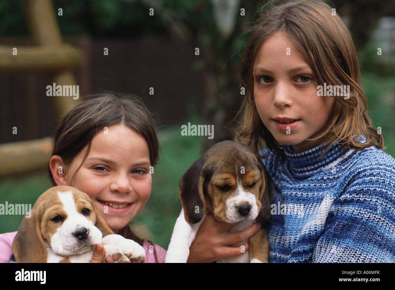 Pedigree beagle cheap puppies
