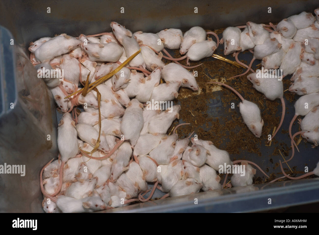 White Mice grown for live reptile feed on farm Stock Photo