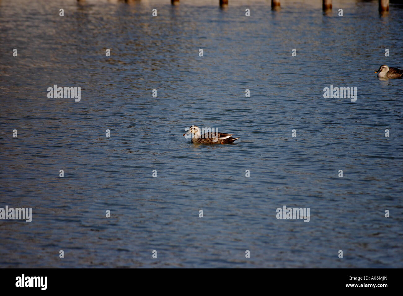 Ducks swimming in a pond in Kashiwanoha Park, Kashiwa City, Chiba Prefecture, Japan. Stock Photo