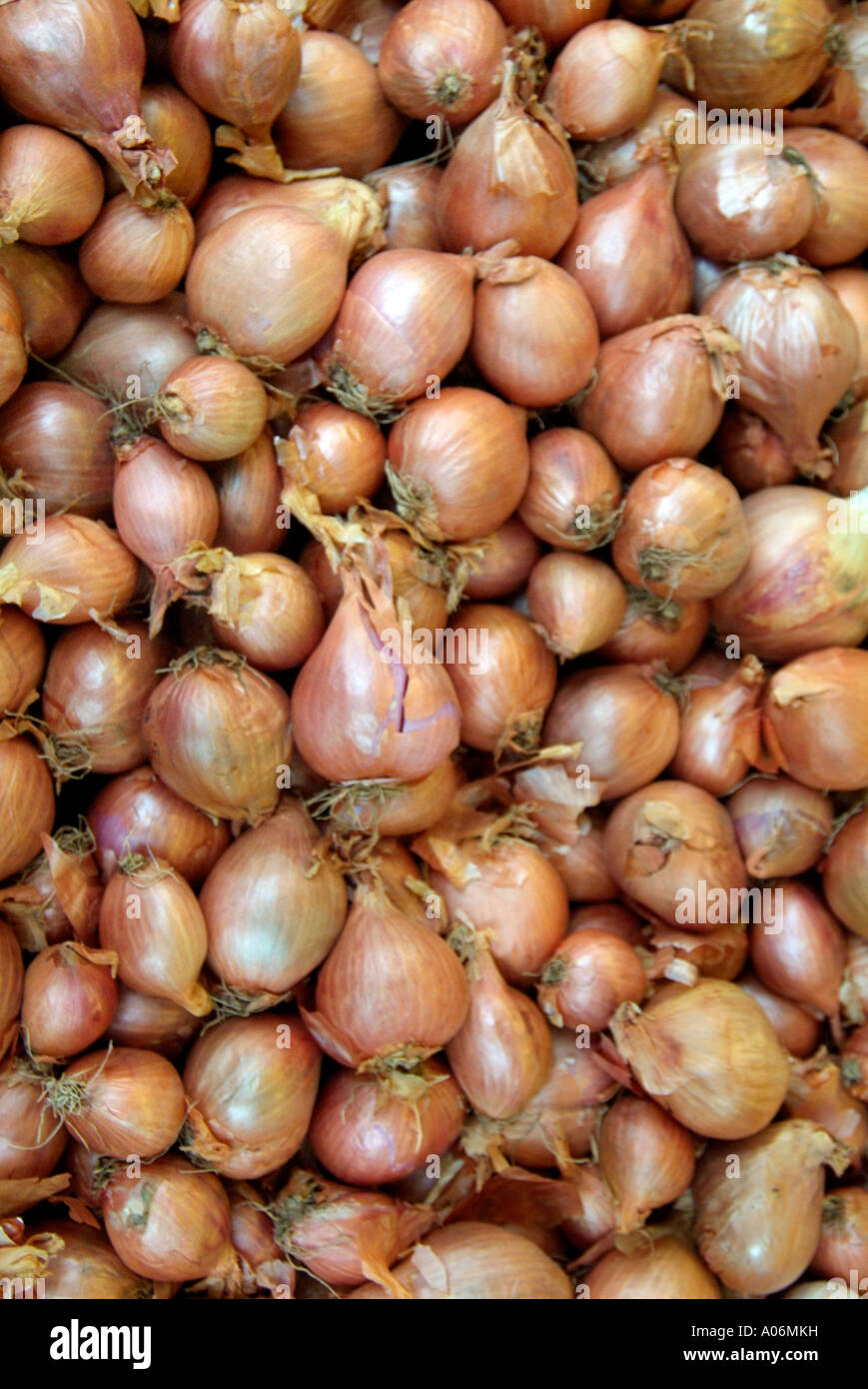 Onion Skin Shallot Fresh Harvest Loose Brown Cook Cookery Edible Food Ripe Grown Market Sell Allium Bulb Savoury Flavour Stock Photo Alamy