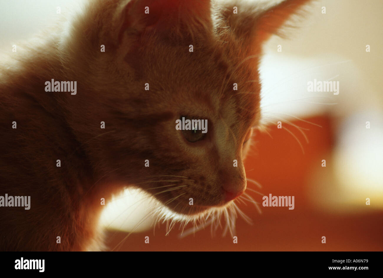 GINGER TABBY KITTEN female Stock Photo Alamy