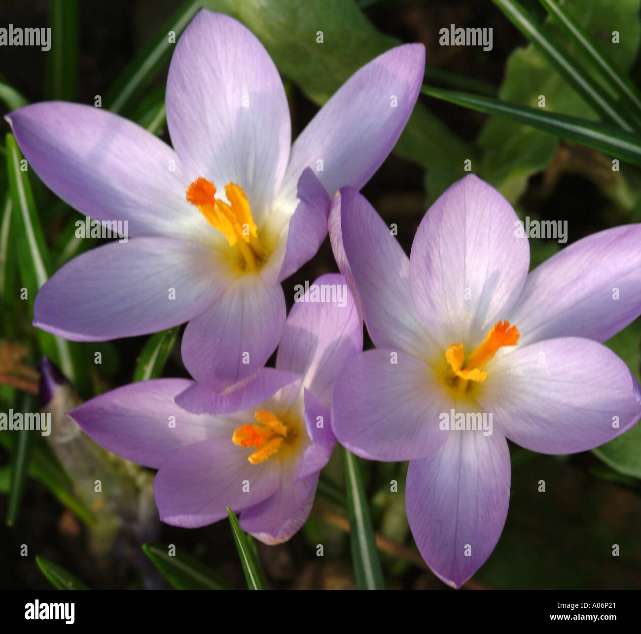 Pale Purple Crocus in Full Spring Bloom in a Cheshire Garden England United Kingdom UK Stock