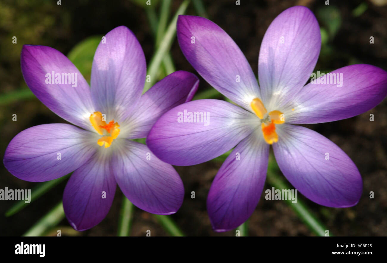 Purple Crocus in Full Spring Bloom in a Cheshire Garden England United Kingdom UK Stock Photo