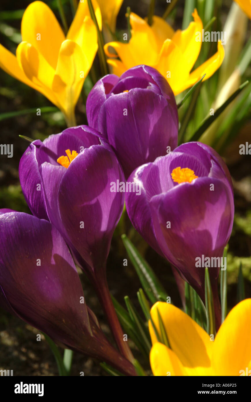 Purple and Yellow Crocus in Full Spring Bloom in a Cheshire Garden England United Kingdom UK Stock Photo