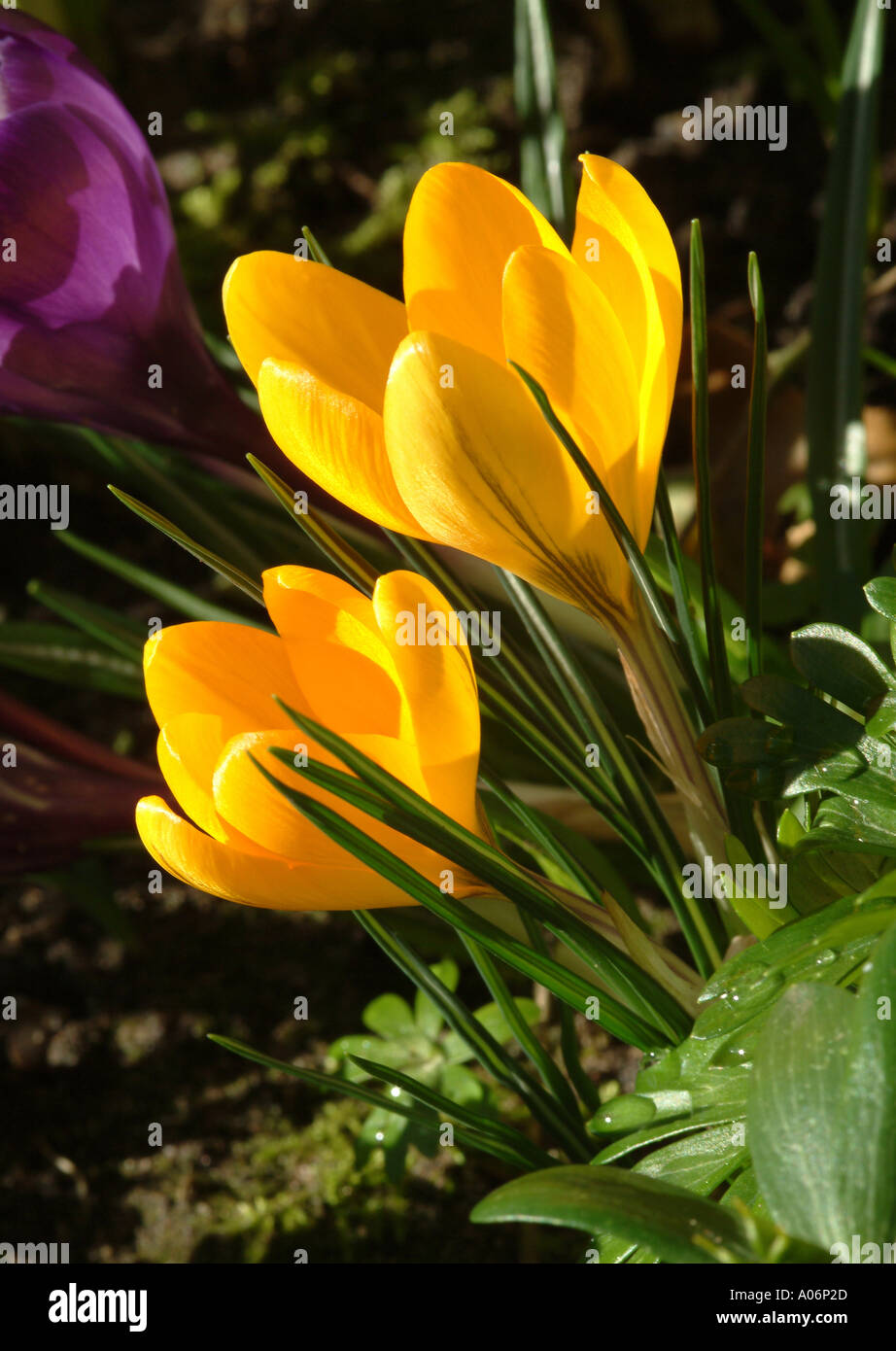 Yellow Crocuses in Full Spring Bloom in a Cheshire Garden England United Kingdom UK Stock Photo