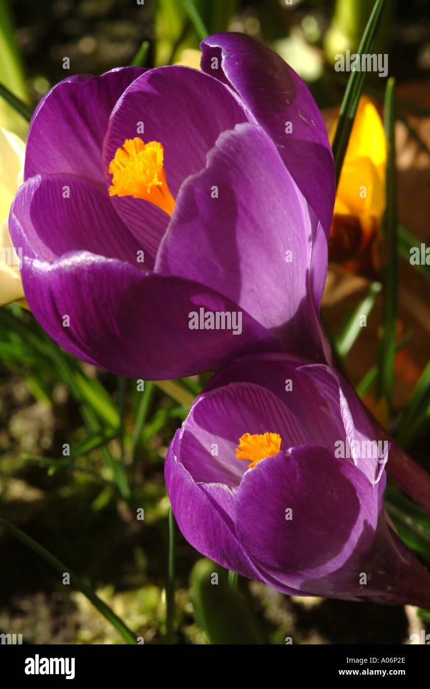 Purple Crocuses in full Spring Bloom in a Cheshire Garden England