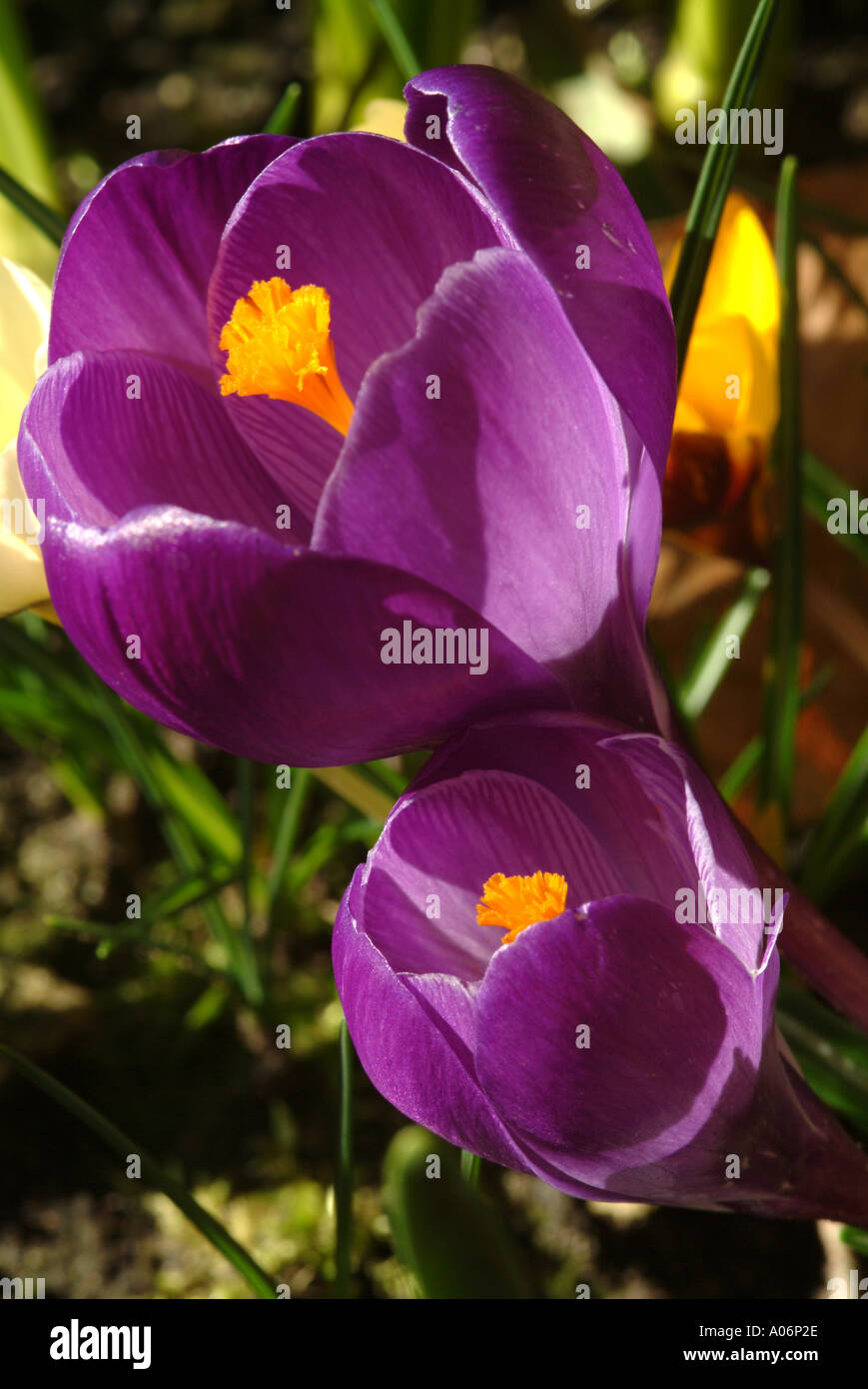 Purple Crocuses in full Spring Bloom in a Cheshire Garden England United Kingdom UK Stock Photo