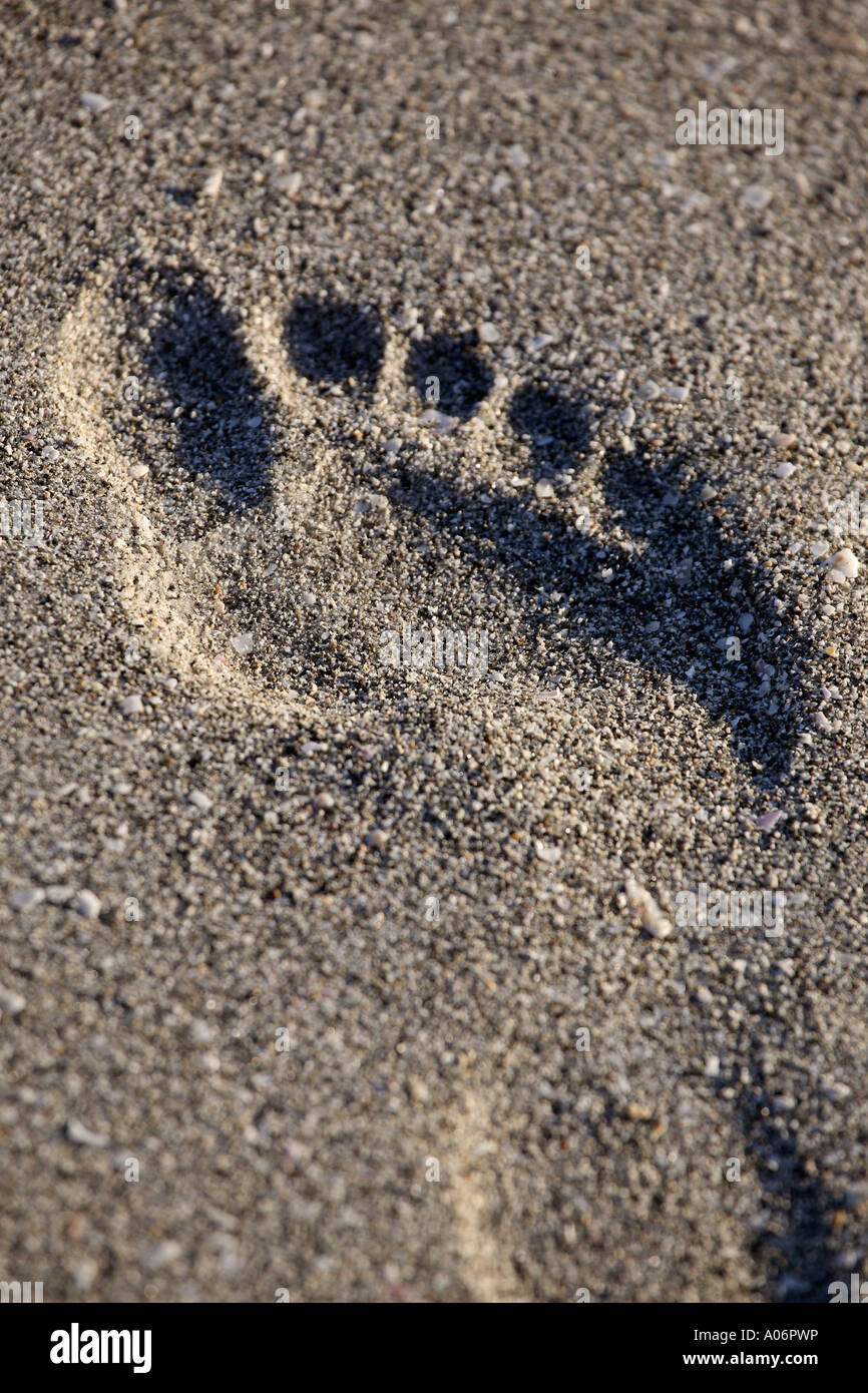 Footprint in the sand on a beach in Florida Stock Photo - Alamy