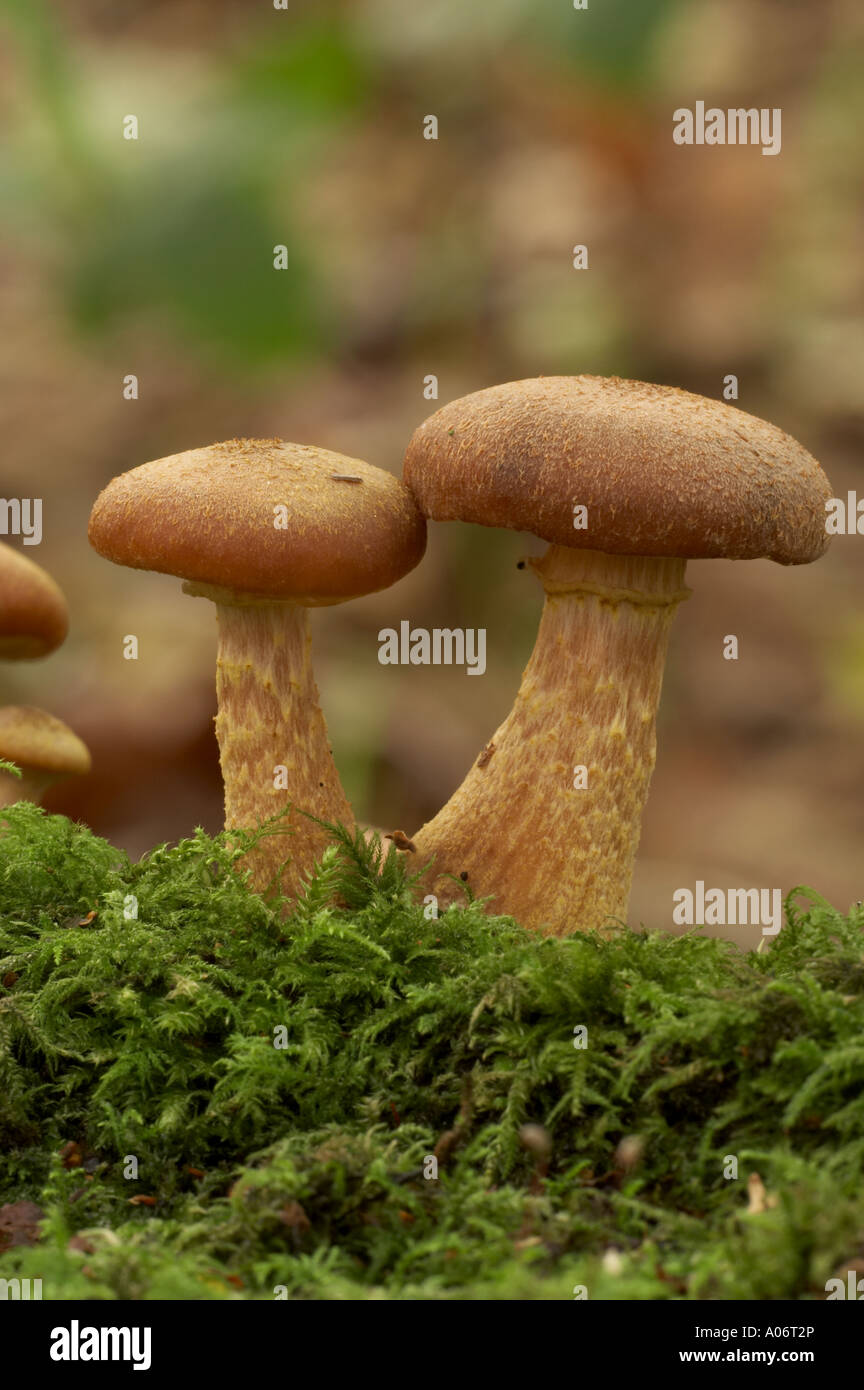 Bulbous Honey Fungus - Armillaria gallica Stock Photo