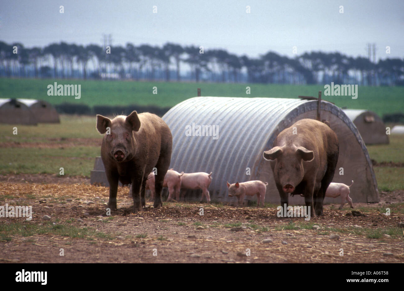 Free range pigs in Nottinghamshire UK Two adult pigs and four piglets Stock Photo