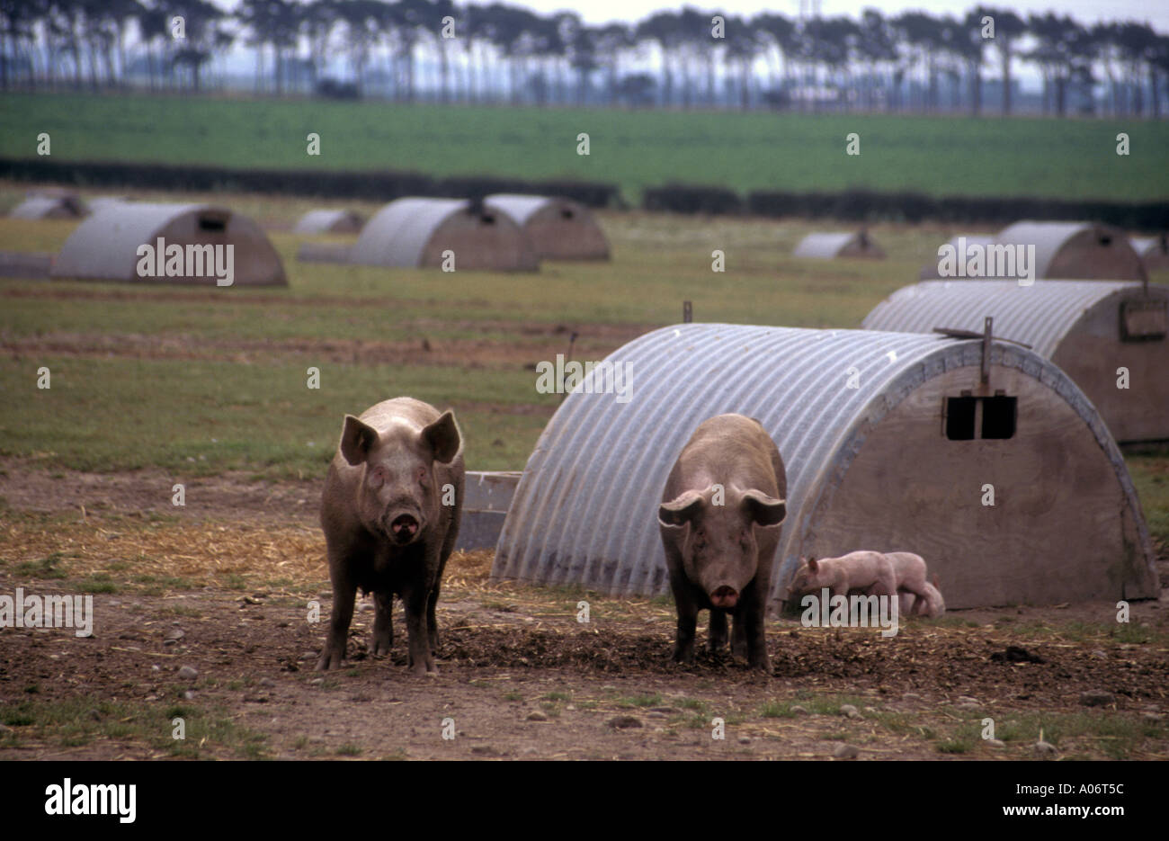 Free range pigs in Nottinghamshire UK Stock Photo