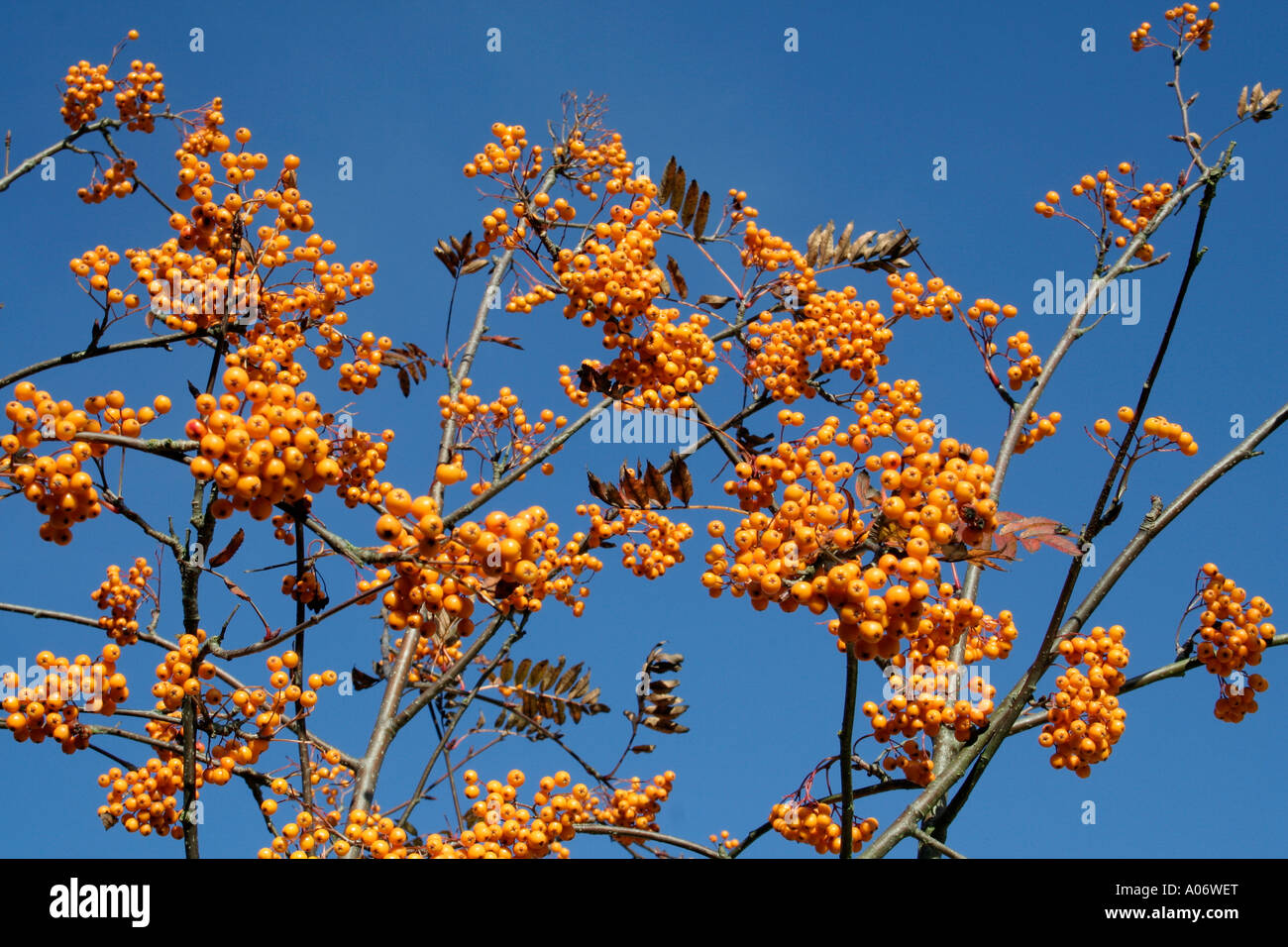 Sorbus Sunshine Stock Photo
