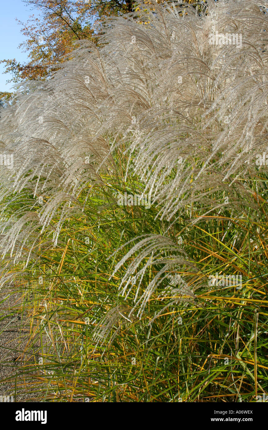 Miscanthus sp Yakushima Stock Photo