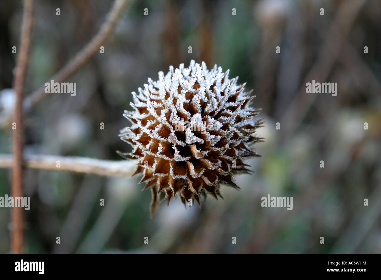 Dipsacus inermis with hoar frost Stock Photo