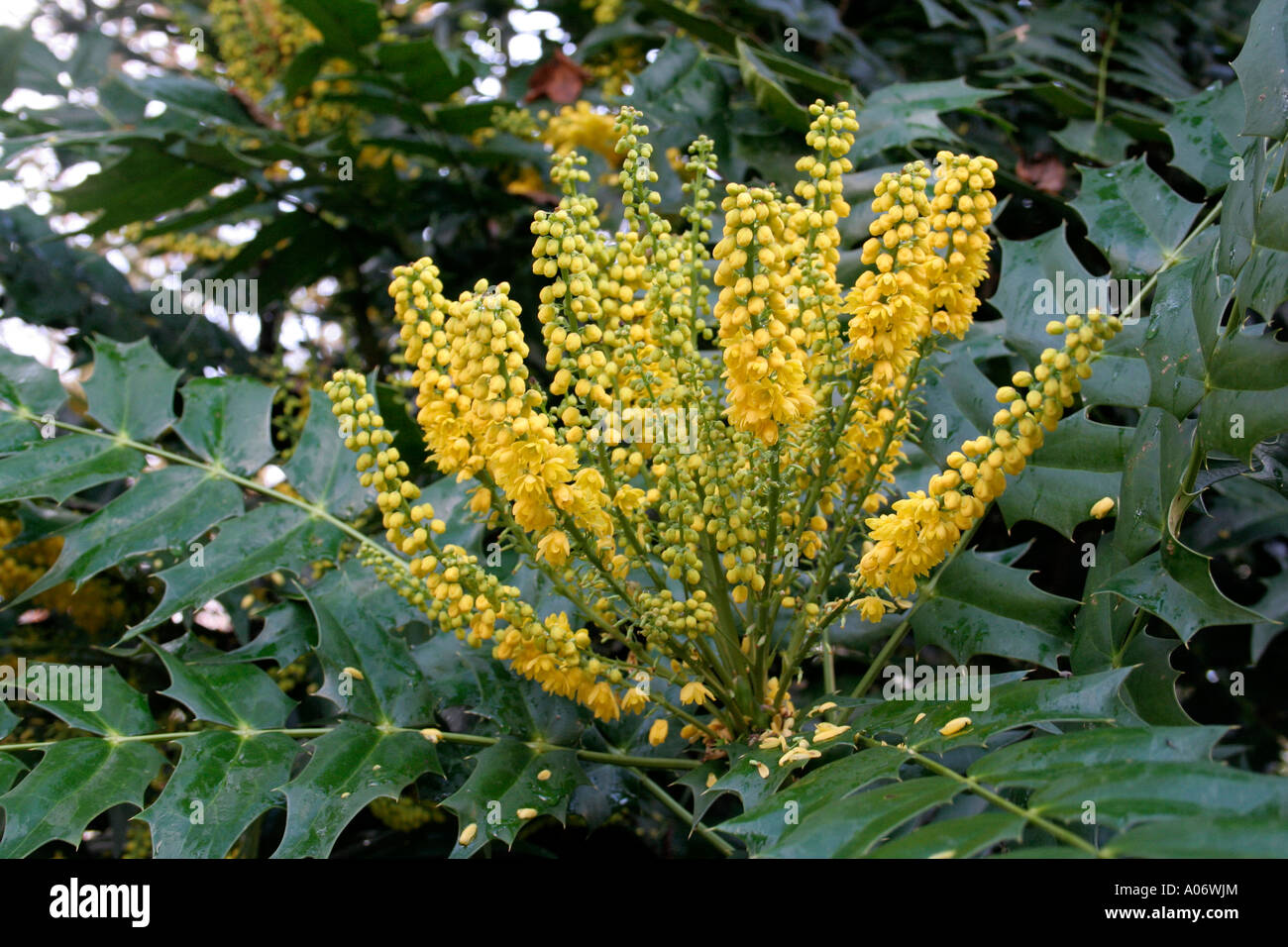 Mahonia Lionel Fortescue has deep yellow fragrant flowers shown