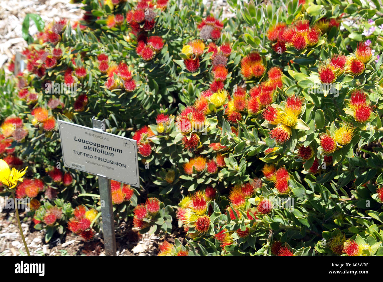 Protea Tufted Pincushion Leucospermum Oleifolium at Kirstenbosch Botanical Garden Cape Town South Africa RSA Stock Photo
