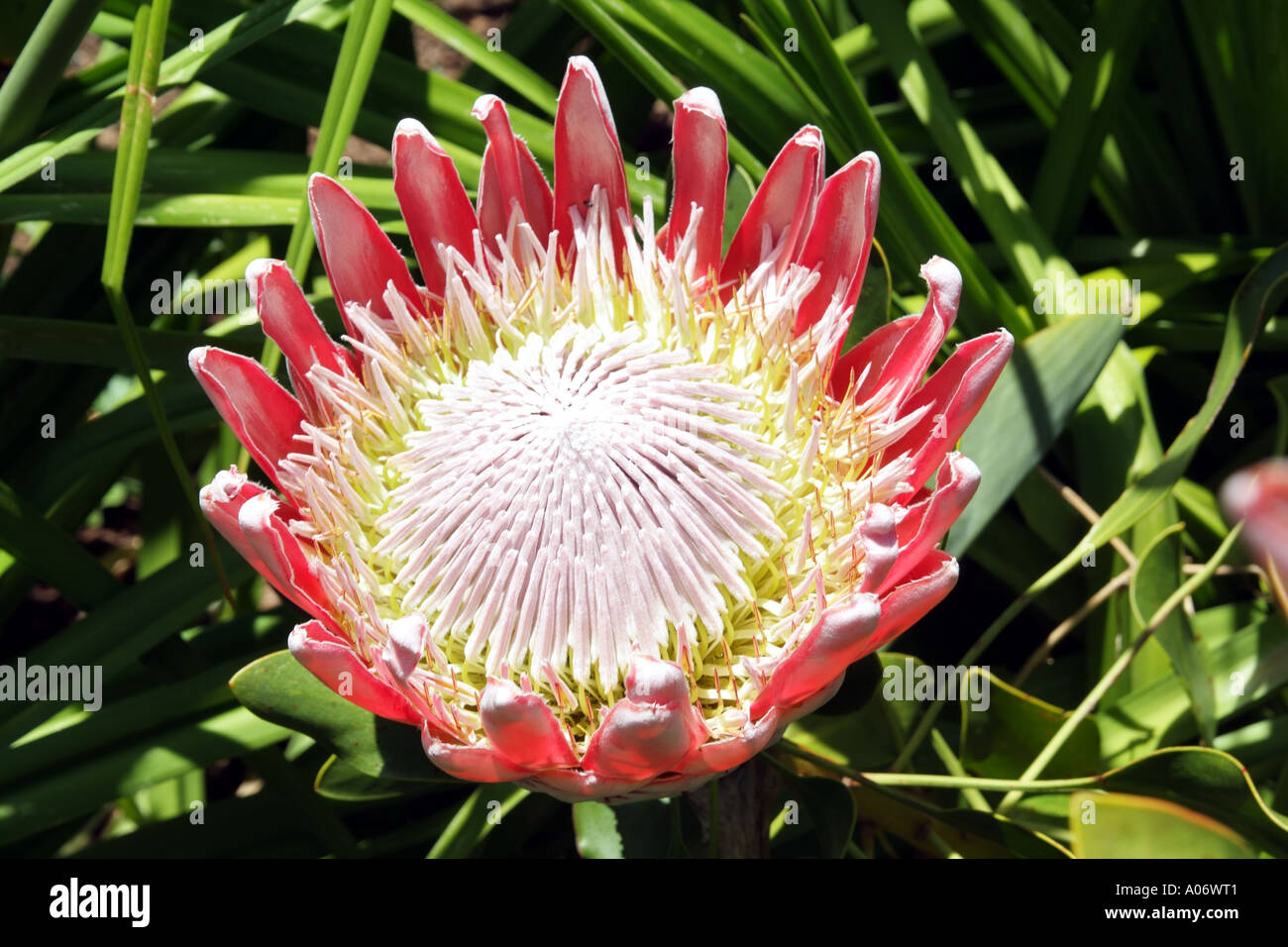 King Protea the national flower of South Africa RSA Kirstenbosch Botanical Gardens Cape Town Stock Photo