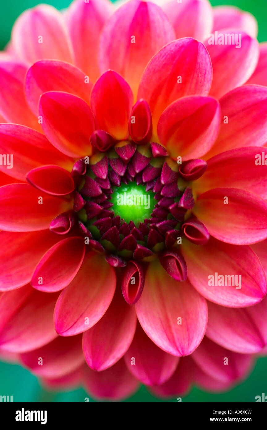 Dahlia close hi-res stock photography and images - Alamy
