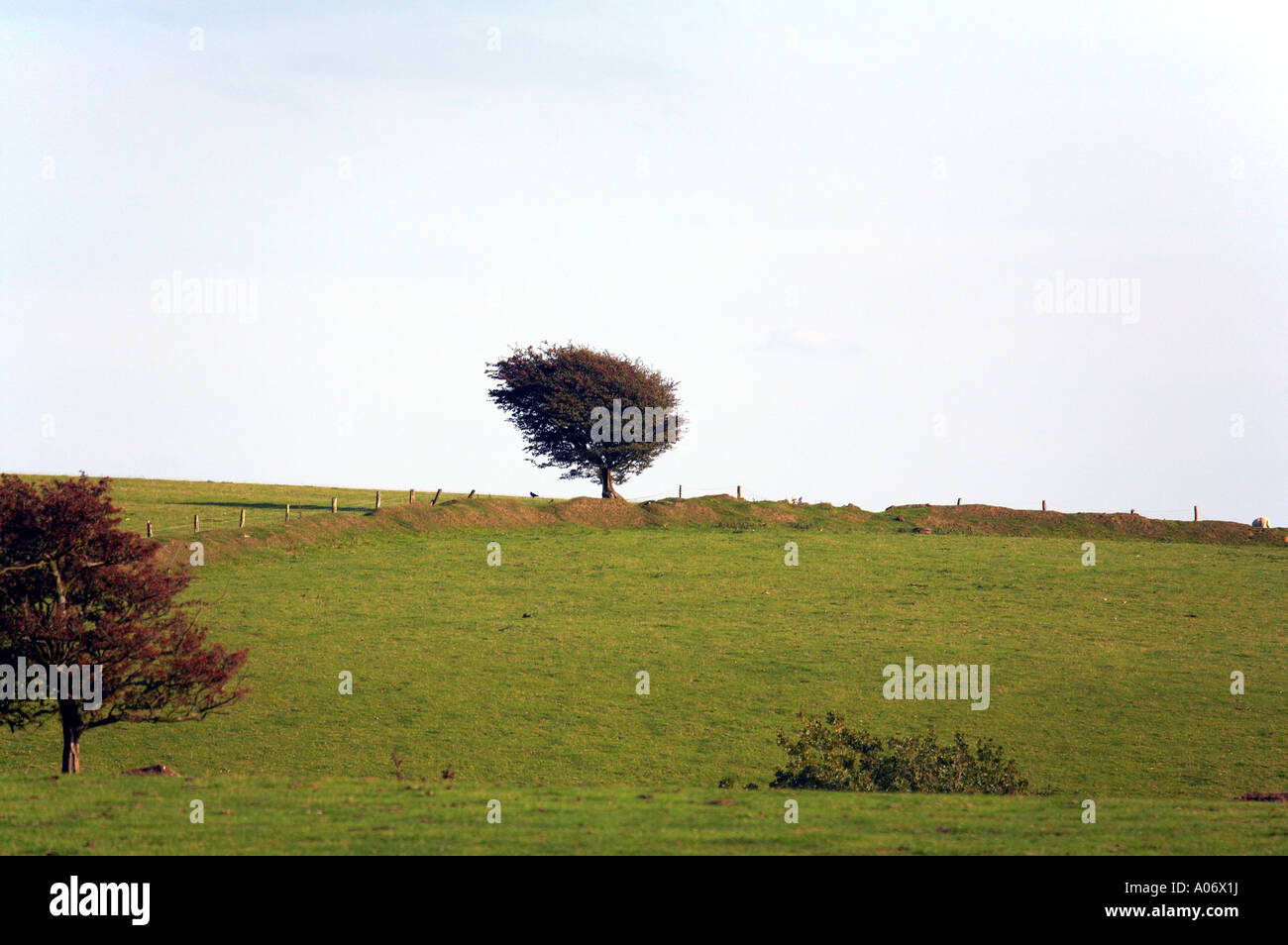 Tree at the top of a hill hi-res stock photography and images - Alamy