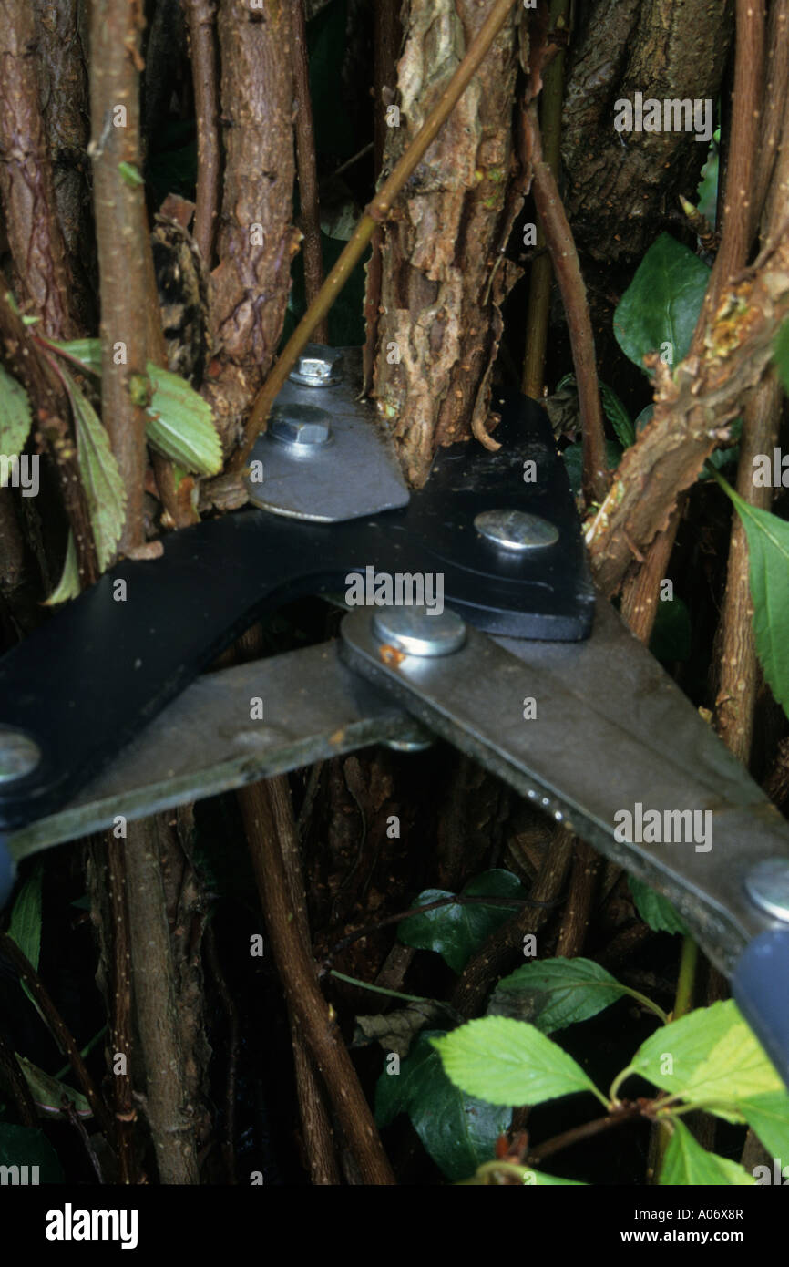 PRUNING A VIBURNUM BODNANTENSE Stock Photo Alamy