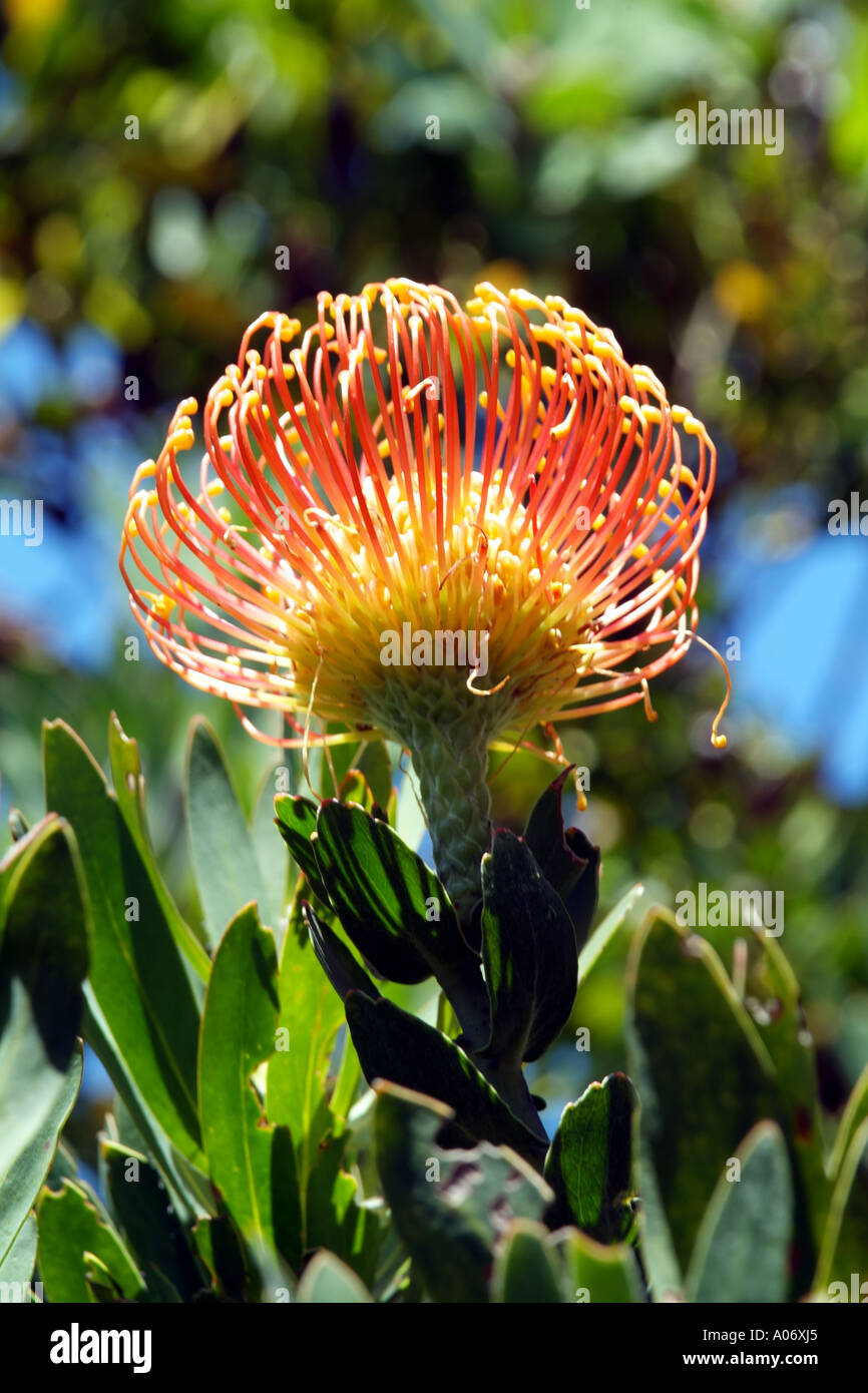 Pincushion Protea flowering in Kirstenbosch Botanical garden Cape Town South Africa Stock Photo