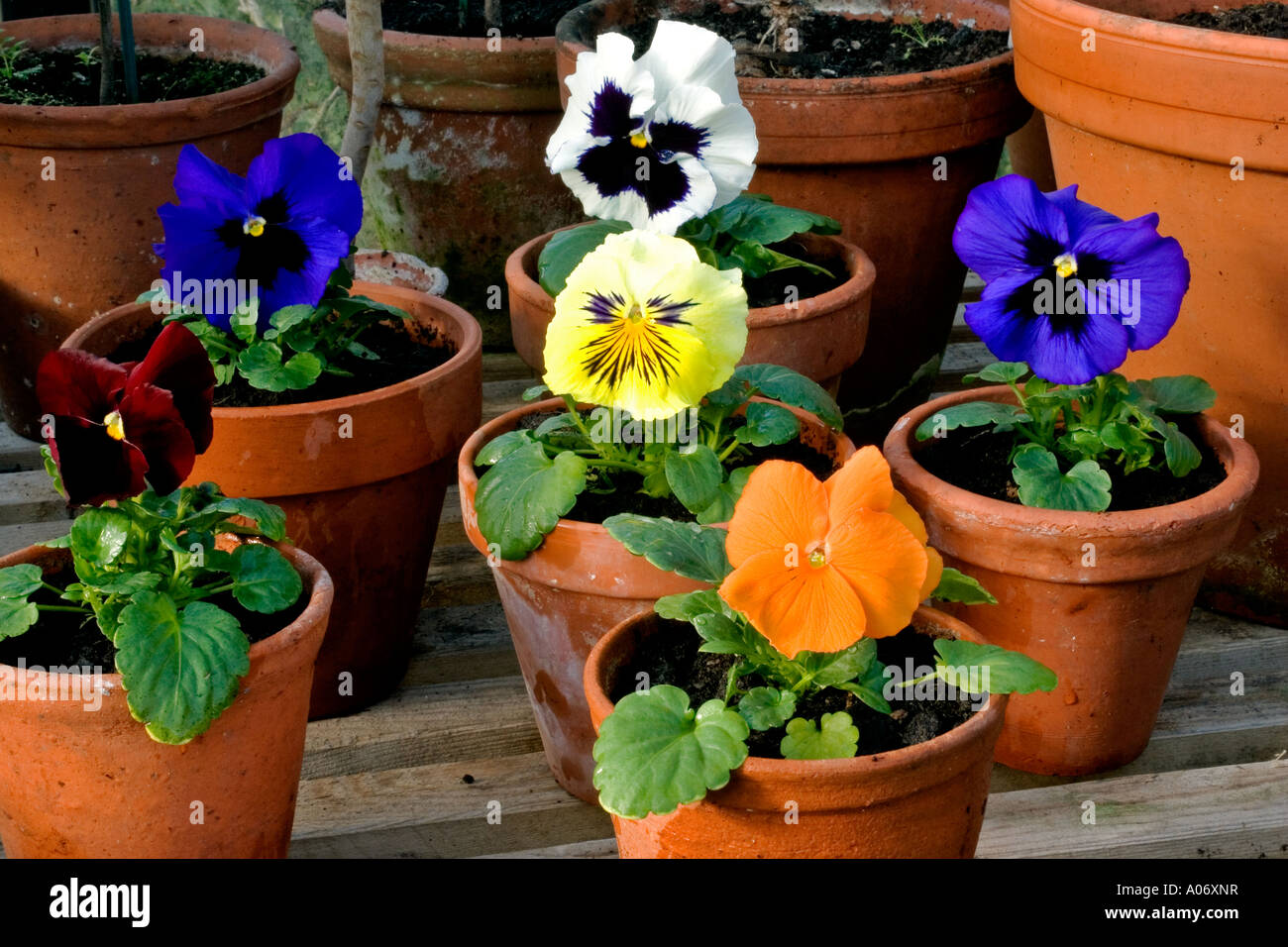 GROUP OF VIOLA X WITTROCKIANA (WINTER FLOWERING PANSY Stock Photo Alamy