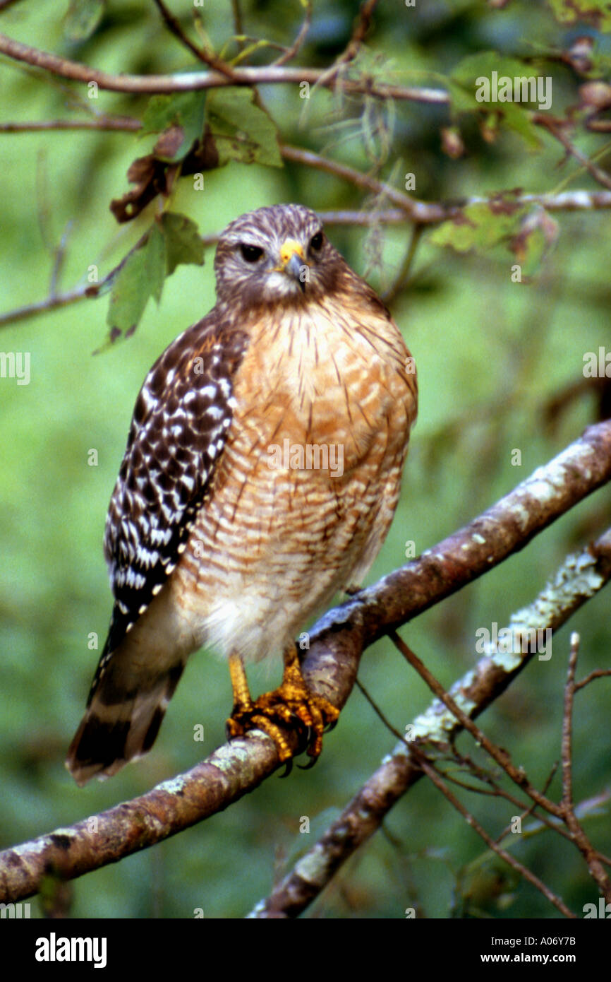 Red Shouldered Hawk Stock Photo - Alamy